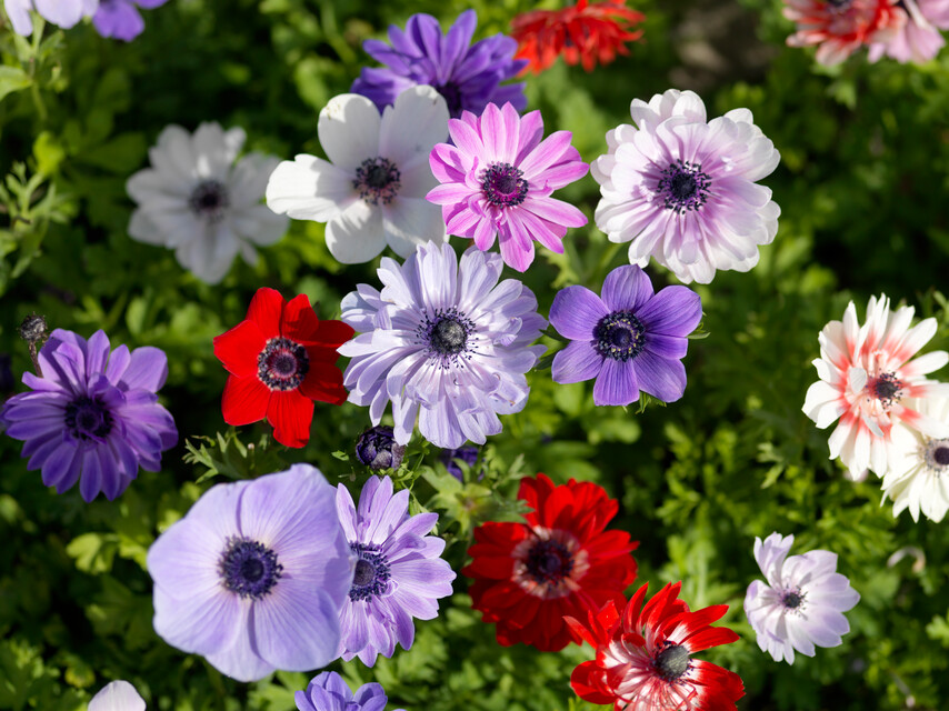 Anemone (Windflower)